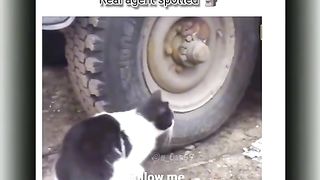 Funny video