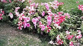 Gardening flowers...https://payup.video/u/205463
