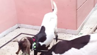 Goats are grazing