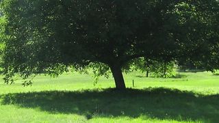 Beautiful nature 14