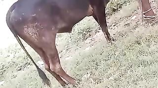 Beautiful Bull for Eid festival