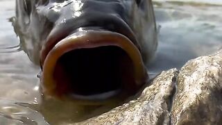 Fish cat amazing love video