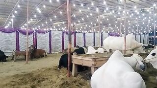 Qurbani animal