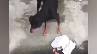 Compilation funny 9