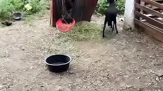 The angry goat