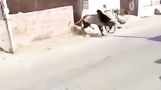 Angry cow