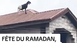 Fête de tabaski un mouton refuse de mourir
