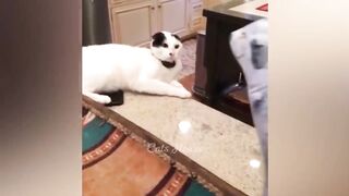 Funniest Animals -- New Funny Cats and Dogs 2023 -- Part 20(720P_HD).