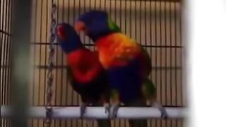 Perroquets danse nuptiale pump it up....opéra parrots and opera