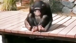 The monkey feeds the fish.