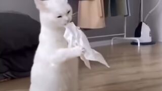 Funny cats 49