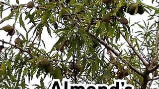 Almond’s tree