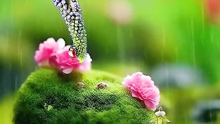 A Frog Resting on a Flower Bud Amidst Scenic Green Beauty