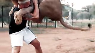 Lion_Jump