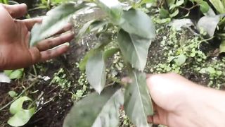 Since knowing this method I can multiply avocado trees quickly(720P_60FPS).