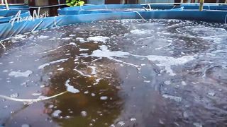 DIJAMIN BISA !!! SISTEM BIOFLOK BUDIDAYA IKAN NILA __ UNTUNG BESAR KUALITAS MAHAL - JURAGAN LAHAN