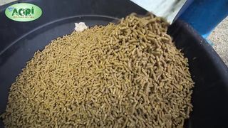 Pag-Gawa ng Chicken Feeds, Pellet, 600 Pesos_30kg lang pala!