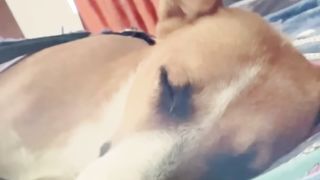 Pluto के उल्टे काम ???? | #179 | #shorts #minivlog #dog