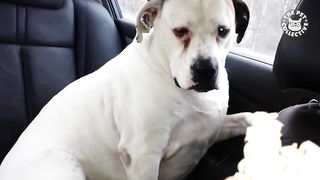 Ultimate Guilty Dogs Video Compilation | The Pet Collective