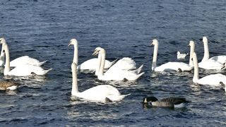 "Aquatic Elegance: The majestic swans gliding on the water"