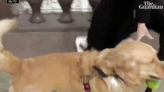 Best funny dogs interrupt work from home live interviews news reports compilation 2021