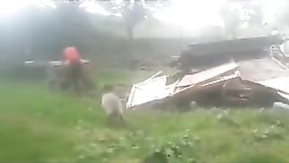 Rod on a ram. Funny jokes with animals