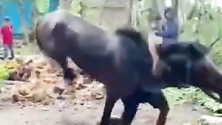 Detik detik kuda qurban di banting