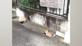 Ozzy Man Reviews: MEGA CAT COMPILATION