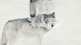Wolves in Snowy