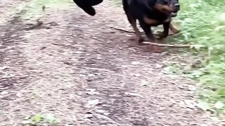 Friendly with animals