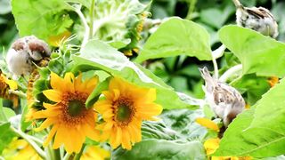 Best Relax Mind Video | Relax Music | Best nature Scene | Natural Beauty