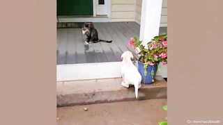 Funny Dog and Cat videos that Make Me Laugh Uncontrollably