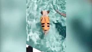 Ultimate Cute Cats and Funny Dogs Compilation 2018 | Funny Pet VIdeos