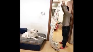 Funniest Animals | Funny Dog And Cat | Funny Animals Video #17 2