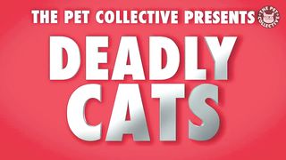 Funniest Mean Cats ???? - Don't try to hold back Laughter ???? | The Pet Collective