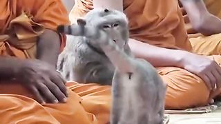 BABOON IN THE TEMPLE