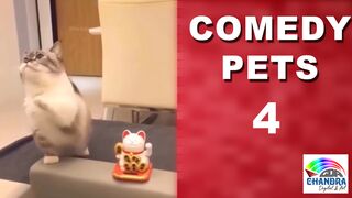 animals talking telugu FUNNY VIDEO -4