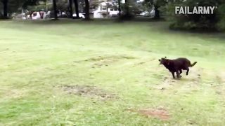 OLD DOG NEW FAILS | Dogs Failing Compilation
