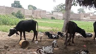 Village life .... satisfied https://payup.video/u/205463