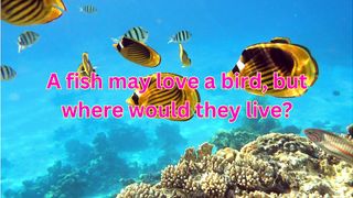 Funny quotes about fish and bird