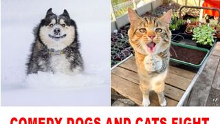 cat vs dog funniest fights video-6