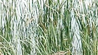 ОЗЁРО 3 смотреть до конца