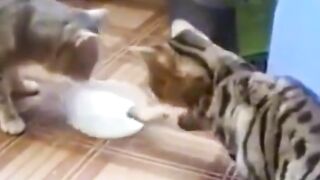 Приколи 174