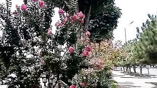ЦВЕТУЩИЕ ДЕРЕВЬЯ