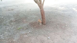 Its cute and funny meowing orange cat