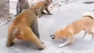 Monkey vs dog 2