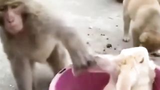 Monkey funny video 7
