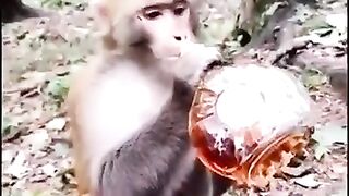 Monkey whatsap status