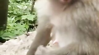 Monkey funny video 8