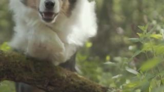 Weenect : Pub Chien - FR - Vertical [Publicités]